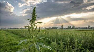 Hemp plant in the field with sun rays photo