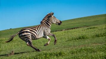 A zebra running on a grassy hill photo