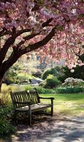 Peaceful park retreat featuring a wooden bench under a blossoming cherry tree offering tranquility and beauty photo