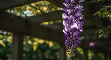 Elegant wisteria flowers create a dreamy scene in a serene garden setting with lush green foliage during springtime photo
