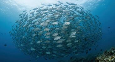 Mesmerizing school of jacks swimming cohesively underwater creating a swirling spectacle within their natural ocean environment photo