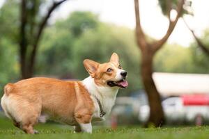 Corgi Dog Playing Outdoors. Happy corgi enjoying a sunny day in the park. photo