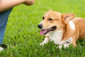Corgi Relaxing in the Grass. Close-up of a corgi enjoying a sunny day. photo