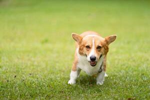 Corgi Dog Approaching Camera. Friendly corgi walking towards the viewer in a park. photo