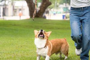 Dog Walking and Training. Corgi looking up at owner during a walk. photo