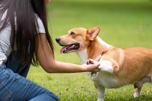 Corgi Dog Interacting with Owner. Corgi receiving affection from its owner in a park. photo