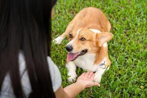 Corgi Dog and Owner Interaction. A joyful moment between a young woman and her playful corgi on the grass. photo