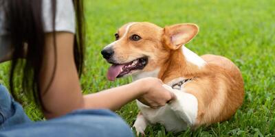 Corgi Dog and Owner Bonding. A woman teaching her corgi to shake hands in a grassy park. photo