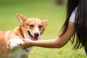 Corgi Dog Smiling with Owner. Joyful corgi enjoying quality time with its owner in the park. photo