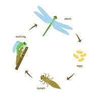Life Cycle of a Dragonfly Illustration vector