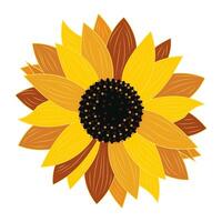 Sunflower close-up on white background isolated. vector