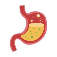 Stomach with Gas Bubbles. vector