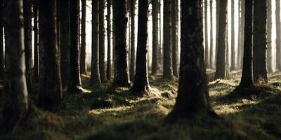 Sunlit Pine Tree Forest Dense Woods Sunlight Through Trees photo
