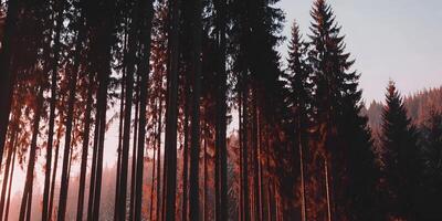Sunset in Pine Forest Tall Trees Landscape Nature Scenery photo