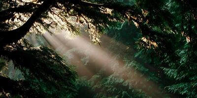 Sunbeams Through Mossy Forest Trees Tranquil Nature Scene photo