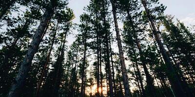 Sunset in Pine Tree Forest Tall Trees Nature Background photo