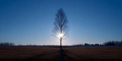 Silhouette of a leafless tree with sun shining through branches winter landscape background photo