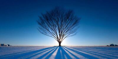 Silhouette of Leafless Tree in Snowy Field at Sunset with City Skyline photo