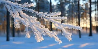 Frost Covered Tree Branch Winter Scene Snow Forest photo