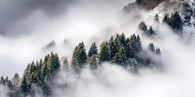 Snowy Mountaintop Evergreen Forest in Fog Winter Landscape Scenery photo
