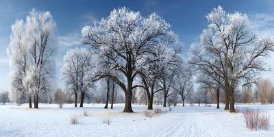 Snowy Landscape Winter Scene Frosty Trees Cold Weather Park Nature photo