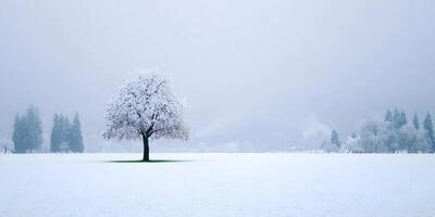Snow Covered Tree Winter Landscape Single Tree in Snowy Field photo