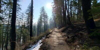 Sunny Forest Trail Path Winding Through Tall Pine Trees Winter Snow photo