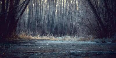 Frosty Winter Forest Path Scene Frozen Trees Landscape photo