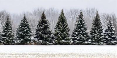 Snow Covered Evergreen Trees Winter Landscape Row of Pine Trees Snowy Field photo