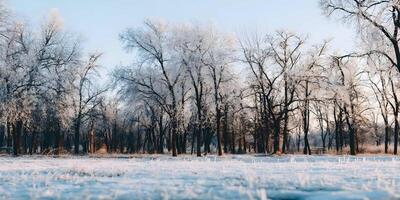 Winter Landscape Frosty Trees Snow Covered Field photo
