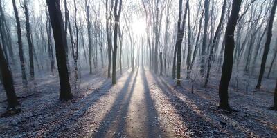 Sunlit Path in Frosty Winter Forest Tall Trees Snowy Ground photo