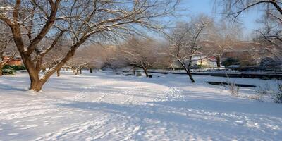 Snowy Winter Park Scene Bare Trees Footprints Snow Covered Ground photo