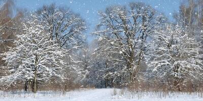 Snowy Winter Landscape Scene Snow Covered Trees Forest Path photo