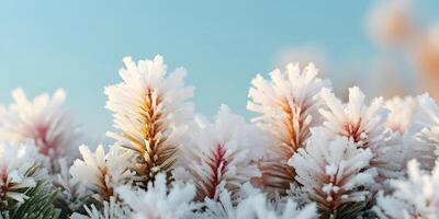 Frozen Pine Tree Branches Winter Frost Closeup Nature Image photo