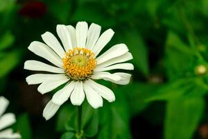 Close-up of a white zinnia flower in full bloom with a vivid yellow center, captured against a soft-focus green background. Natural light highlights the fine petal textures beautifully. photo