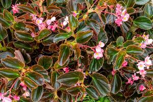 Begonia flowers with dark green foliage, creating a vivid and elegant floral display, ideal for nature backgrounds, gardening, and decorative themes. photo