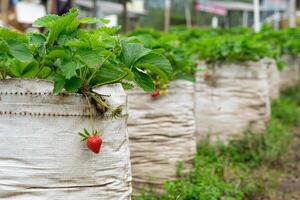 Close-up of a ripe red strawberry hanging from a plant grown in a white polybag at an outdoor plantation farm photo