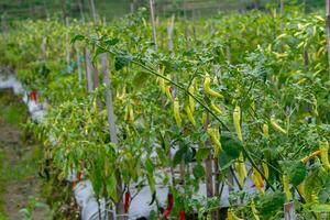 Chili pepper plantation with rows of lush green plants bearing yellow and slightly red chilies, supported by wooden stakes in a well-maintained tropical farm field. photo