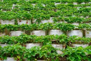 A large-scale strawberry plantation using white grow bags arranged in neat rows, showcasing modern farming techniques for sustainable fruit cultivation in an organized layout. photo