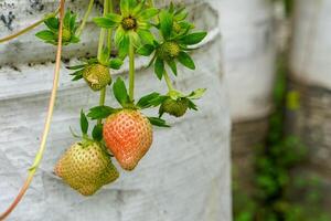 Close-up of unripe and partially ripe strawberries growing in white grow bags, highlighting early fruit development stages in a modern vertical garden setup. photo