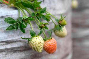 Close-up of several strawberries at different ripening stages hanging from green stems against a textured plastic grow bag. A natural farming scene capturing early fruit development. photo