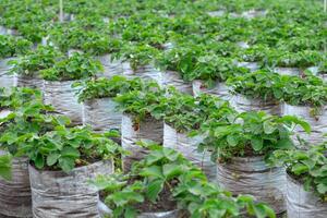 Wide view of a strawberry farm with rows of plants growing in white plastic grow bags, featuring ripe and unripe fruits among green foliage in a natural setting. photo