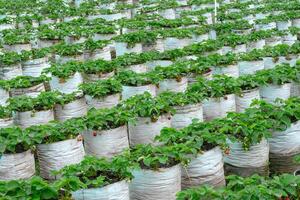 A Wide view of a strawberry farm with rows of plants growing in white plastic grow bags, featuring ripe and unripe fruits among green foliage in a natural setting. photo