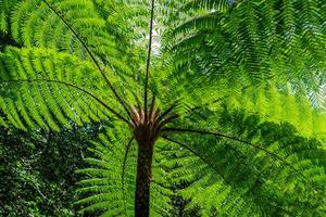 Close-up view of a large tropical tree fern from below, showing the vibrant green leaves fanned out in a radial pattern. Sunlight filters through the lush canopy, creating a natural texture. photo