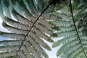 Close-up view of overlapping fern leaves from below, creating a symmetrical natural pattern against a pale sky. The intricate foliage texture highlights the beauty of tropical nature. photo
