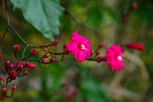 A vibrant close up of a blooming pink morning glory flower with fresh green leaves and unopened buds, captured in natural light, creating a lush tropical feel. photo