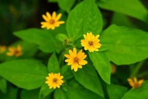 Top view of blooming yellow Singapore Daisy, Sphagneticola trilobata flowers densely covering the ground with lush green leaves, creating a vibrant and natural floral texture background photo