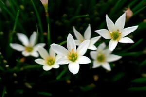 A Close up of blooming white Rain Lily flowers, Zephyranthes candida with fresh green grass-like leaves in a garden, captured in natural light with a soft background blur. photo
