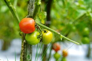 A Close-up of a tomato plant with fruits in various ripening stages green, yellowish-orange, and red growing on the vine in a garden with a natural blurred background. photo