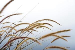 A Closeup of ornamental grass swaying in the wind against a soft white sky. Minimalist nature background perfect for eco branding, editorial use, or peaceful ad concepts. photo